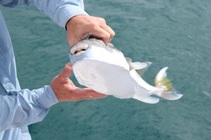 Check out those chompers