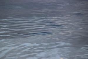 Can just see 3 small sharks here