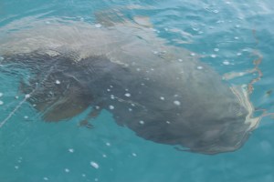 Its Dot! the friendly 300kg cod who lives in the bay.